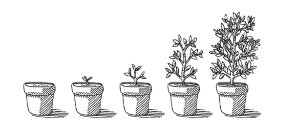 Pot de fleurs
