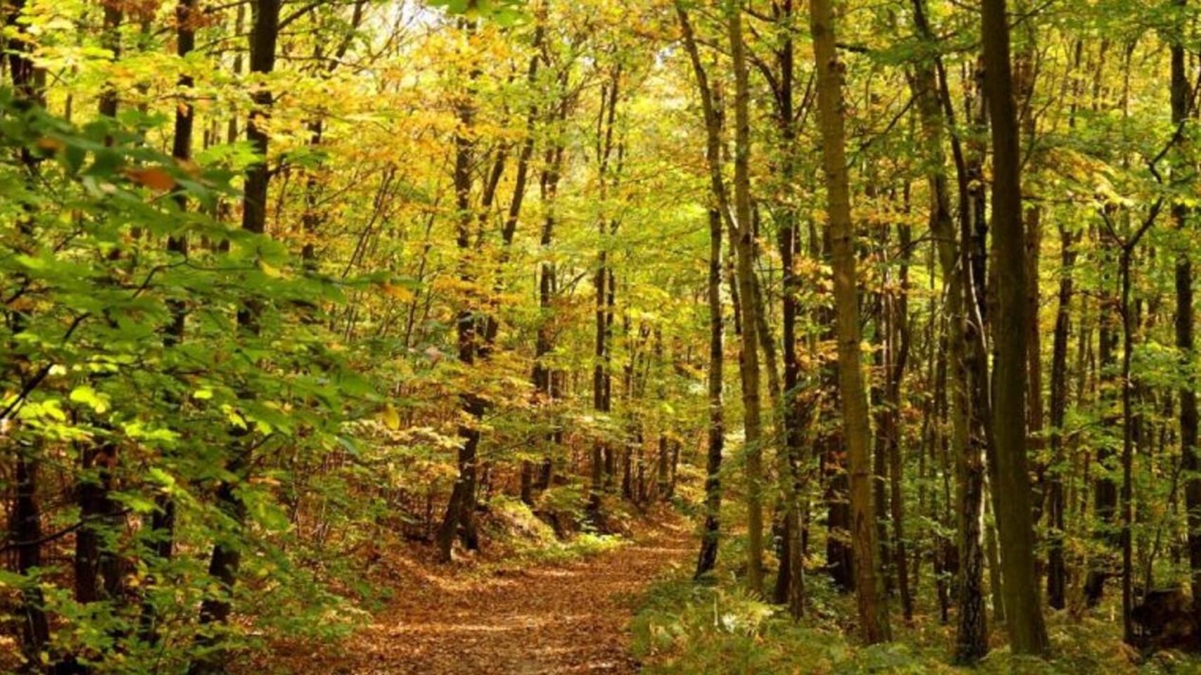 Le Groupement Forestier d’Investissement (GFI), un placement financier aux nombreux atouts.